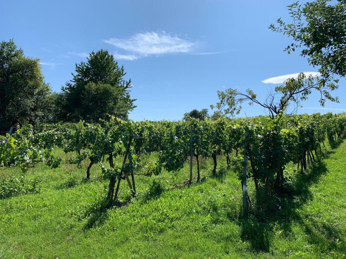 Urlaub Im Weingarten Winten  Dış mekan fotoğraf