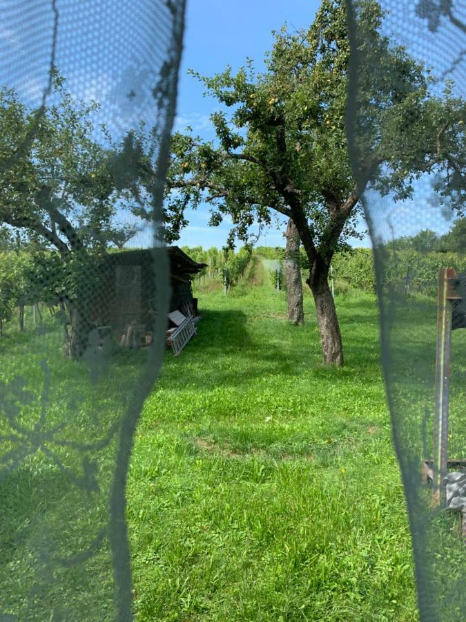 Urlaub Im Weingarten Winten  Dış mekan fotoğraf