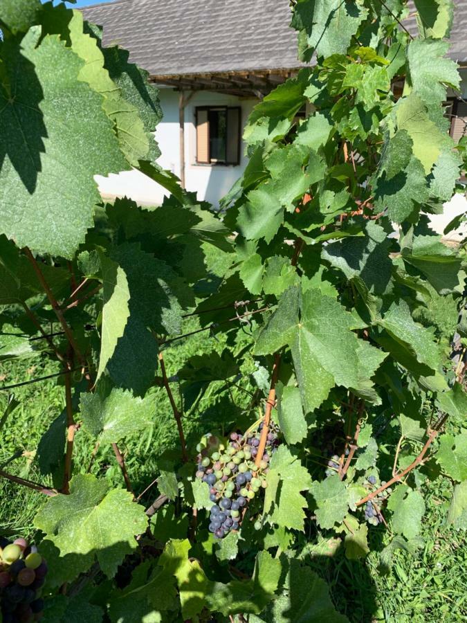 Urlaub Im Weingarten Winten  Dış mekan fotoğraf